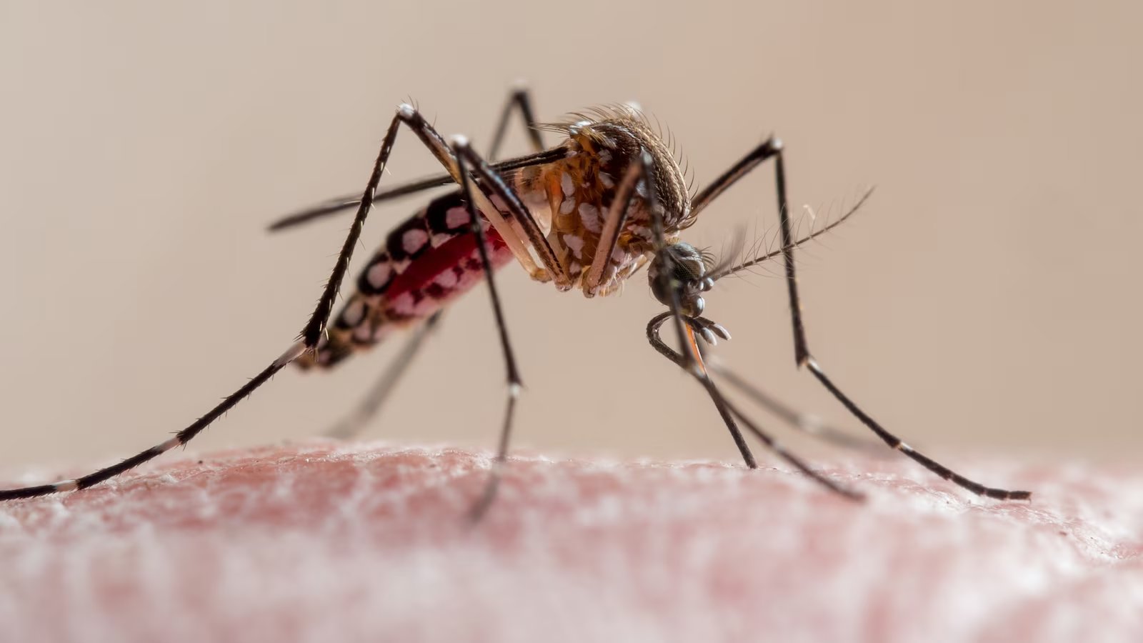 Foto von abcnews.com